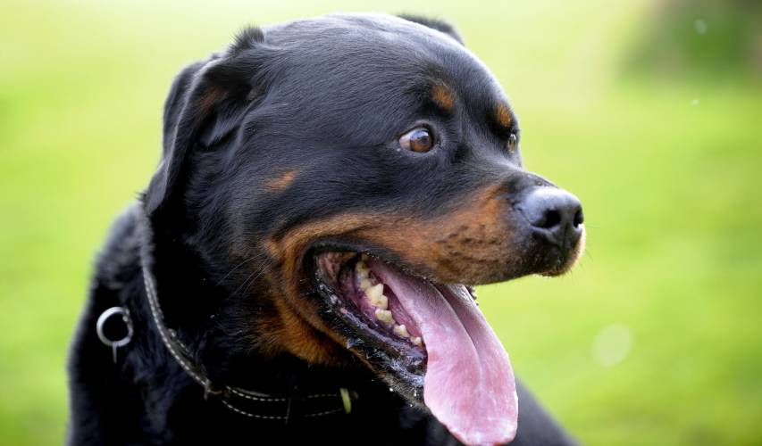 Rottweiler dog for sale in mumbai