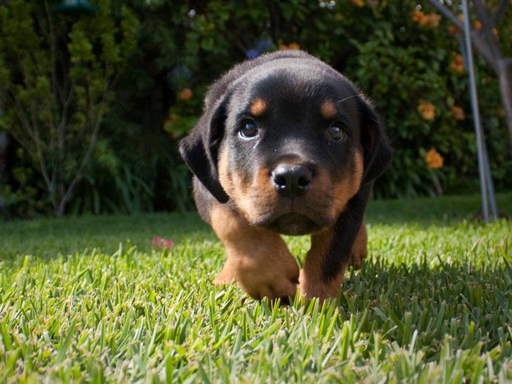 Rottweiler dog food in mumbai