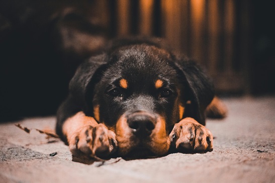 Rottweiler dog kennel in mumbai