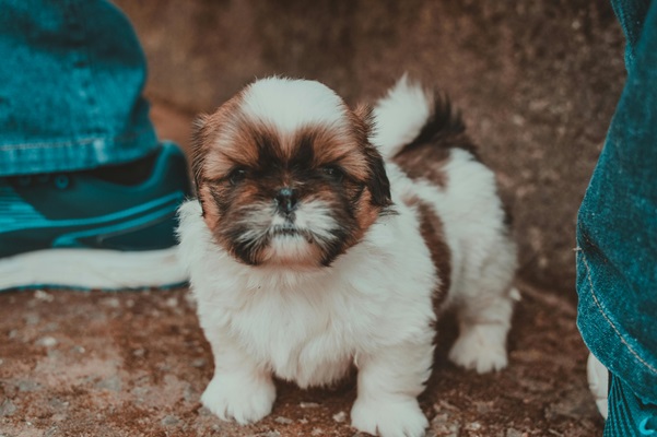 Shih Tzu dog Price In India