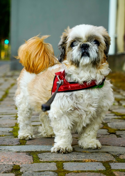 Shih Tzu Puppy Price In Mumbai