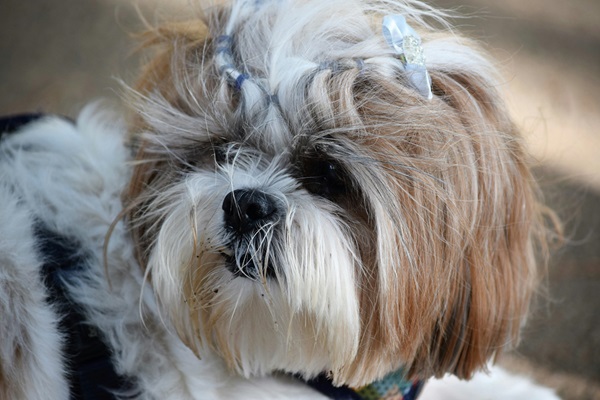 Shih Tzu pet shop in mumbai