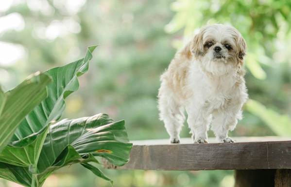 Shih Tzu dog breeder in mumbai-Saee Kennel