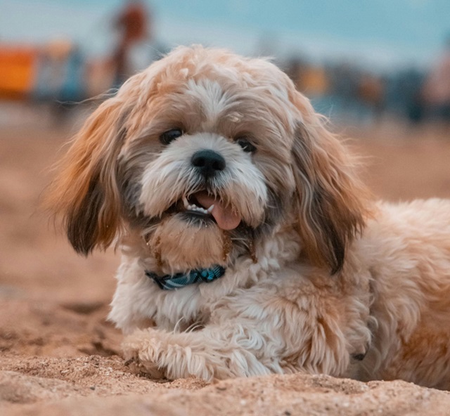 Shih Tzu dog for sale in mumbai