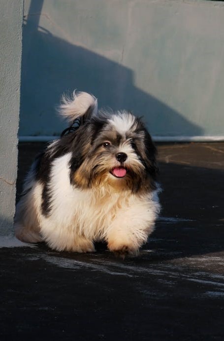 Shih Tzu pet shop in India