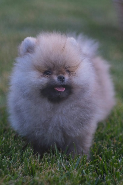 Toy Pomeranian dog kennel in India