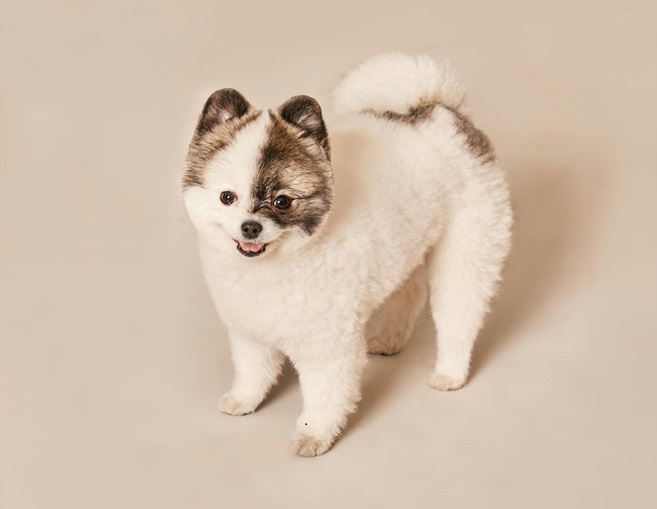 Toy Pomeranian dog price in India