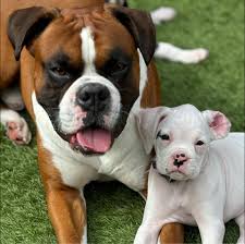 KCI Register Boxer for sale in Mumbai.