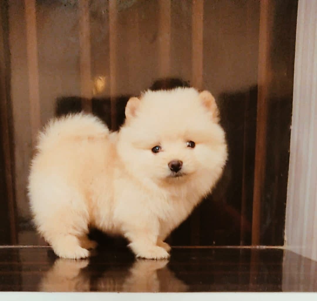 toy pomeranian puppy price in nagpur