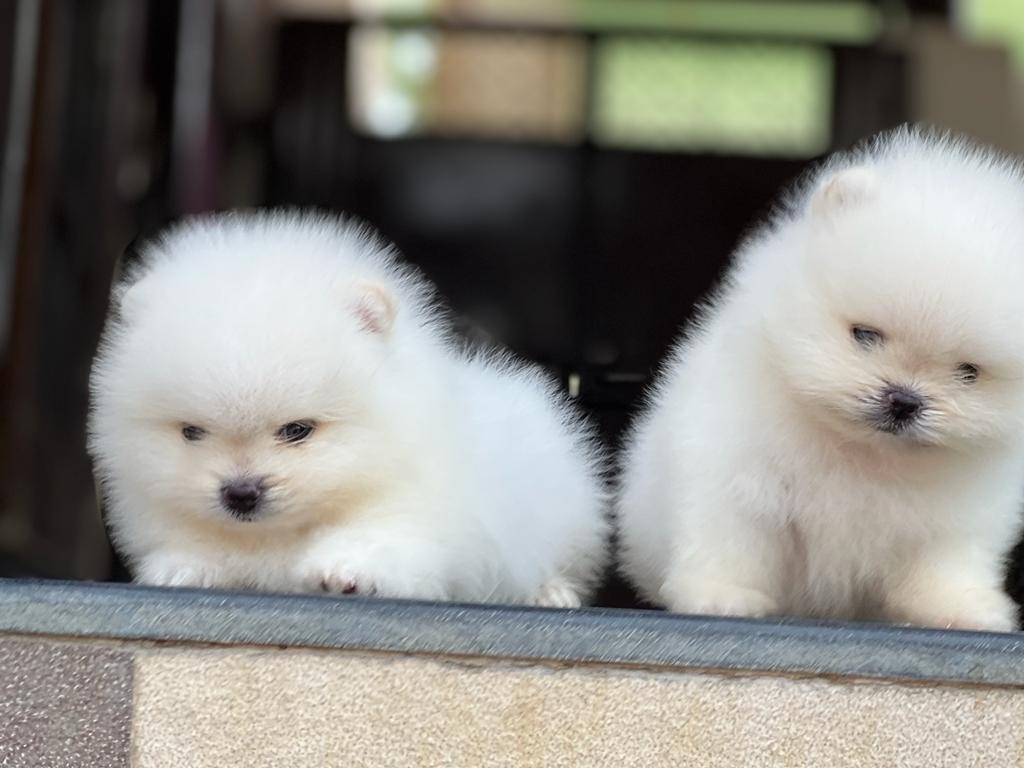 toy pom for sale in nagpur