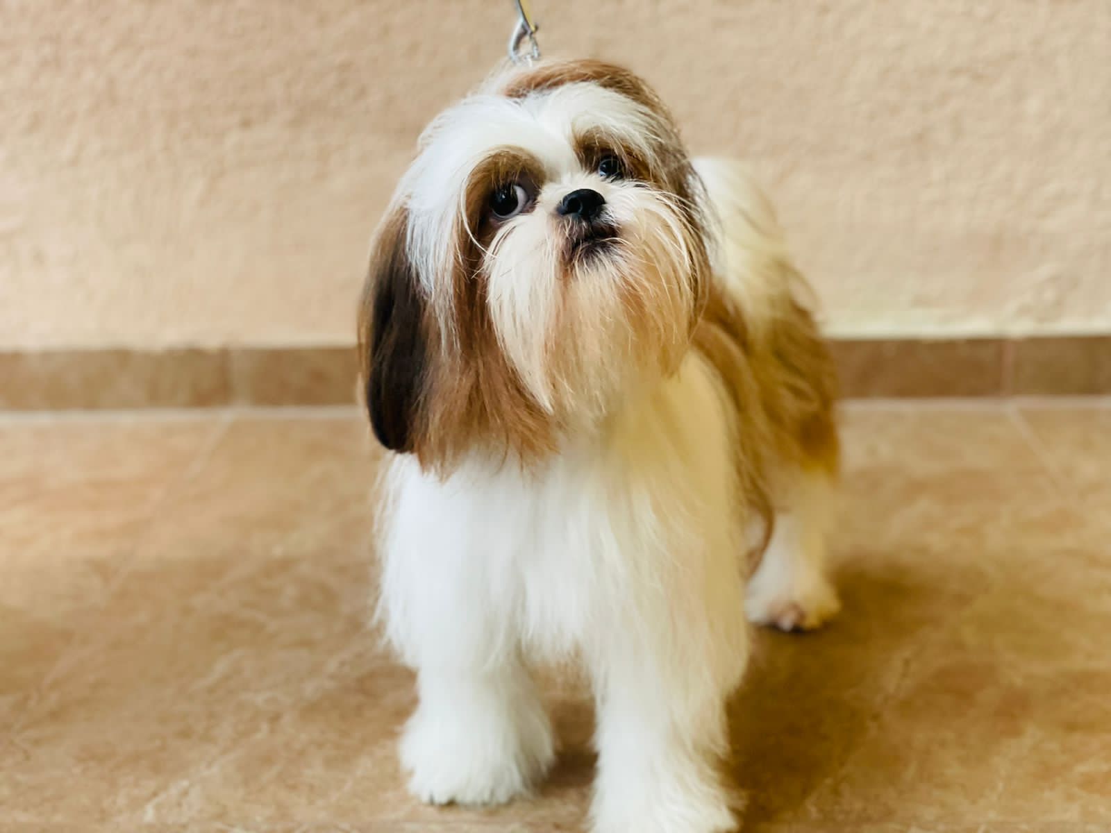  shih tzu dog price in mumbai