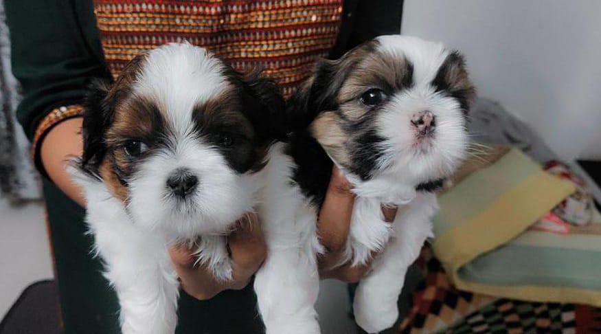  shih tzu puppies for sale in mumbai