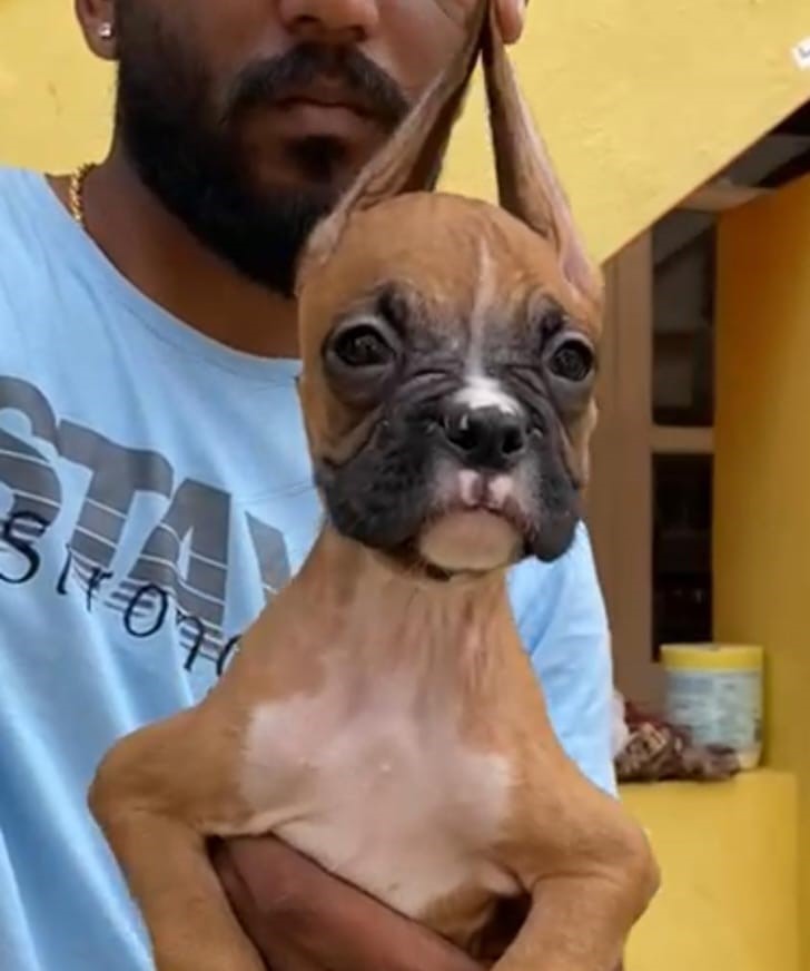  boxer dog price in nagpur