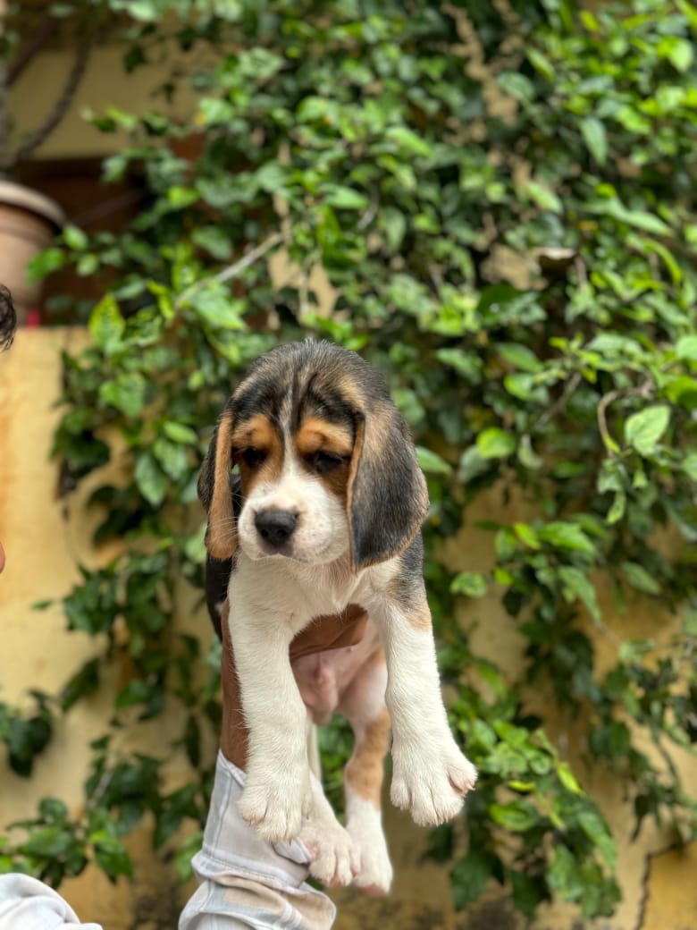 Beagle Price in Mumbai