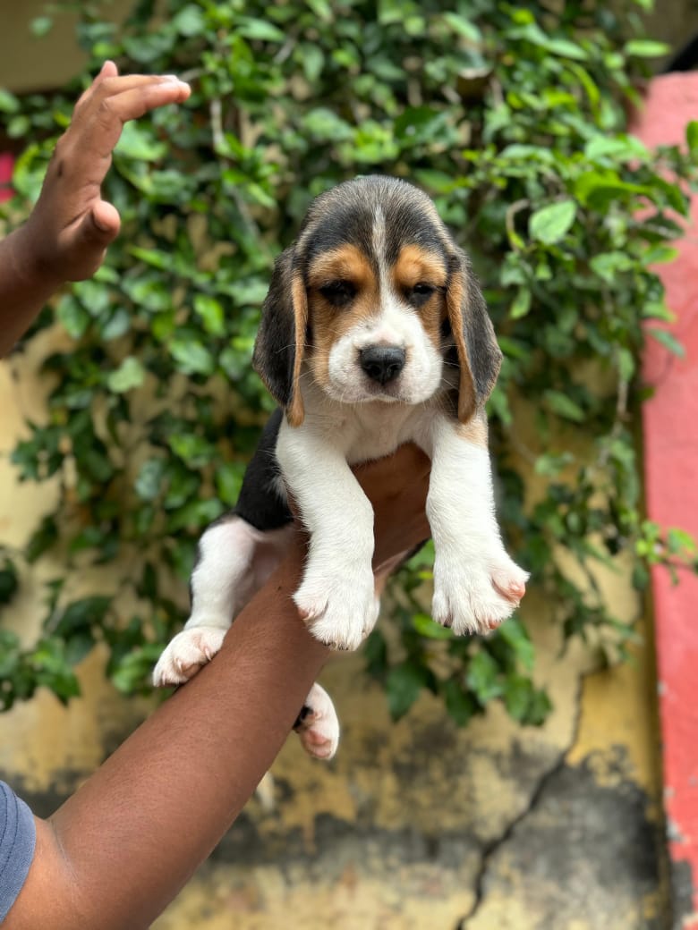 Familyfriend Beagle for sale in Mumbai.