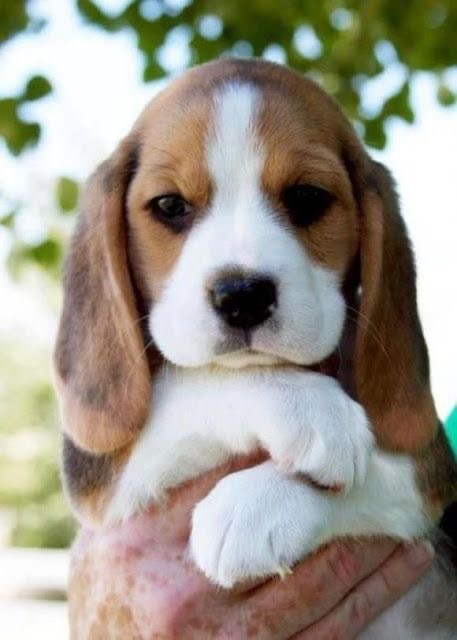 Smart beagle puppy price in bangalore