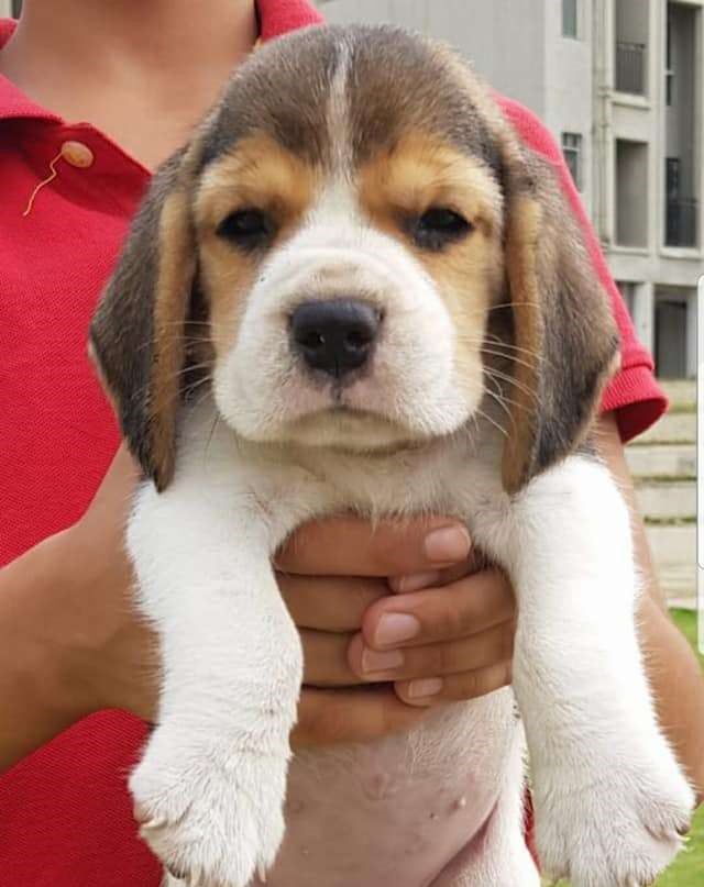 Healthy beagle puppy price in bangalore