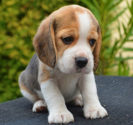 Beagle puppy price in Ahmedabad