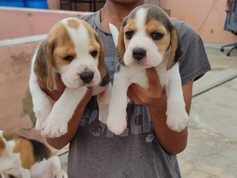 Beagle dog price in Ahmedabad