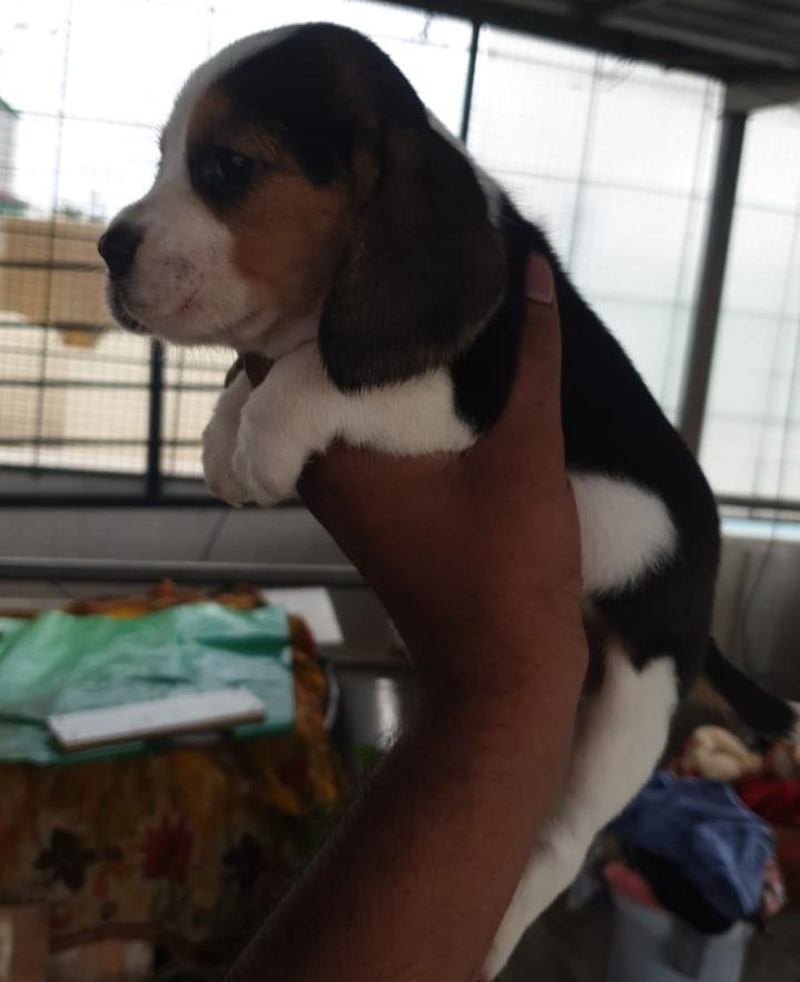 Beagle dog for sale in Ahmedabad