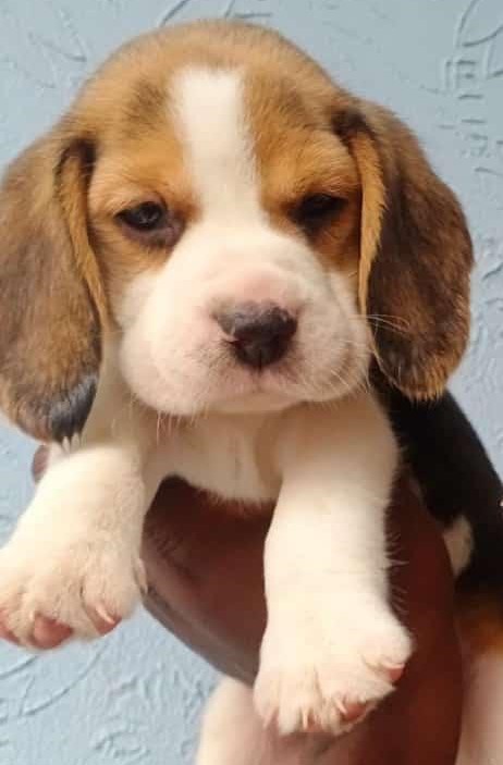 Beagle dog breeder in Ahmedabad