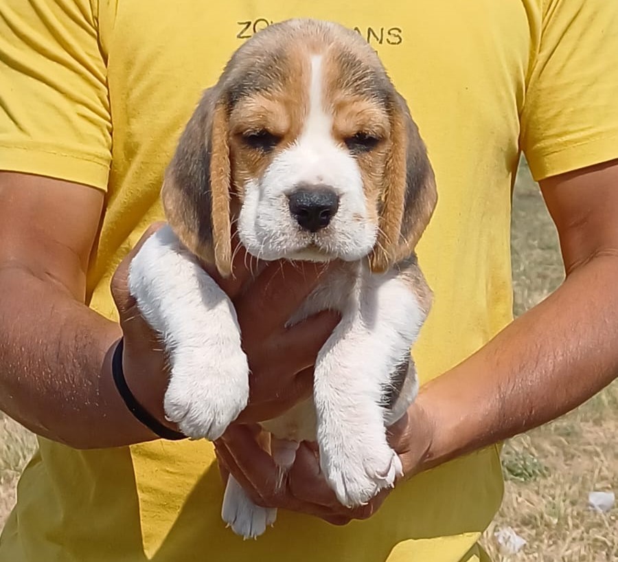  beagle puppies for sale in nashik