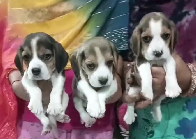 beagle dog price in India