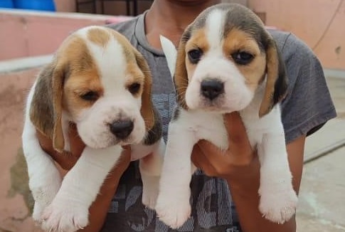 beagle dog breeder in India