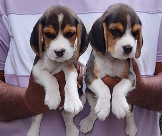 beagle dog kennel in India