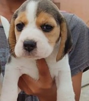 Beagle price in Kolkata