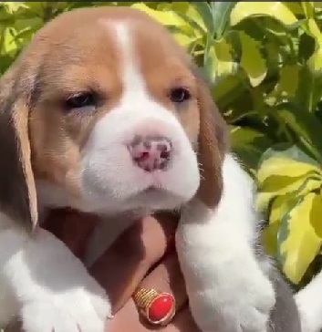 Beagle puppy price in Kolkata