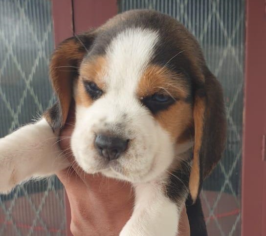 Beagle dog price in Kolkata