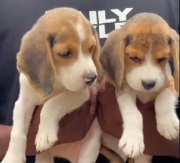 Beagle dog breed price in Kolkata