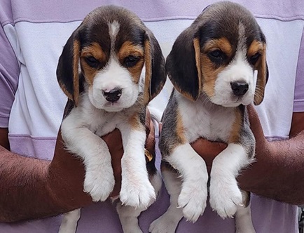 Beagle dog for sale online in Kolkata