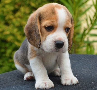 Beagle dog breeder in Kolkata