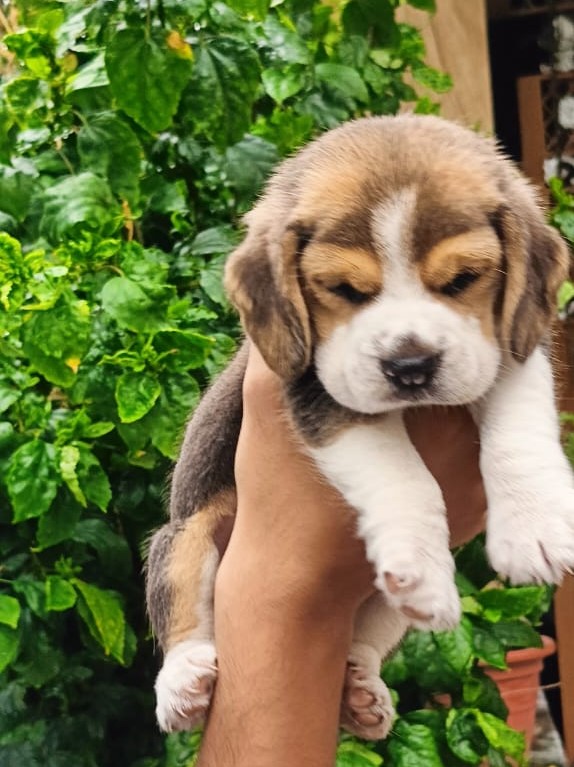 beagle price in India