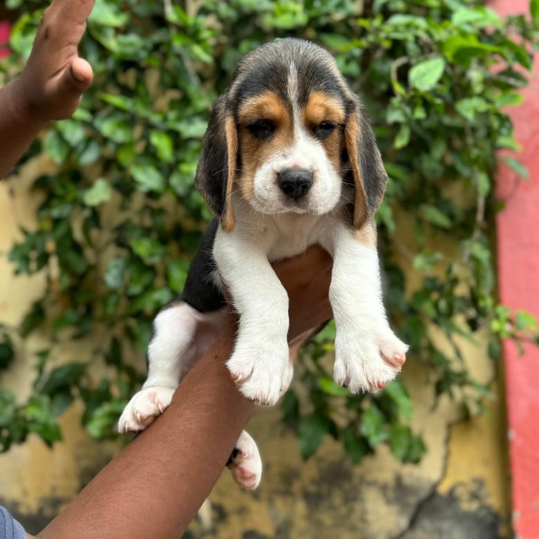 beagle dog for sale in Pune