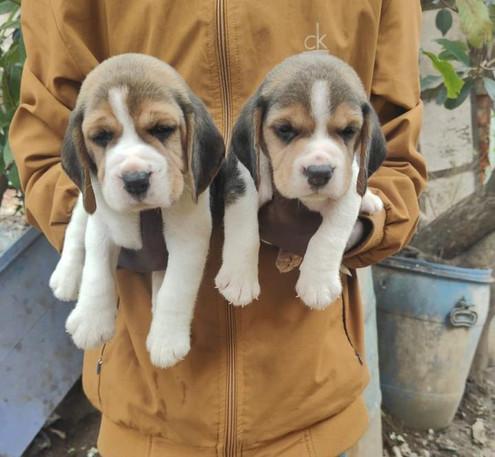 beagle pet shop in pune