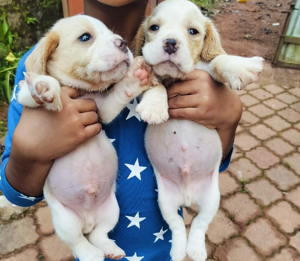 beagle female puppy price in pune