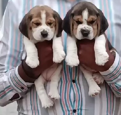 beagle puppies for sale online at pune