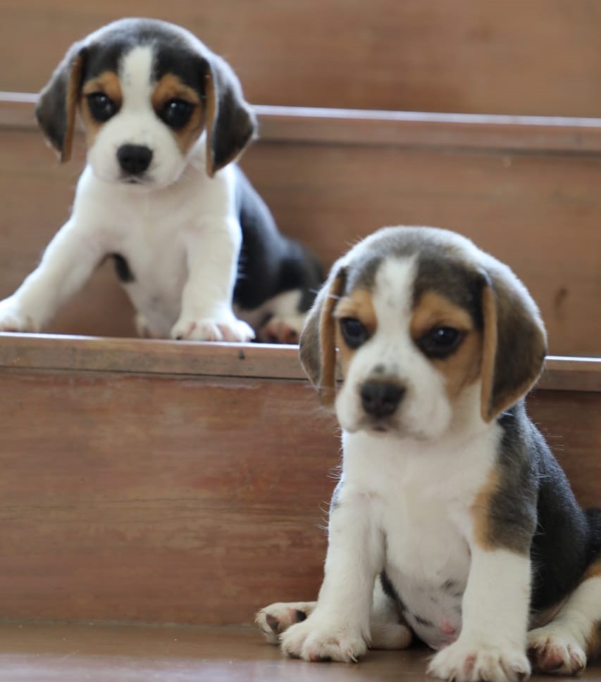  beagle puppy price in Aurangabad