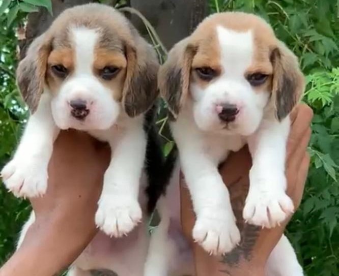 beagle dog breeder in Aurangabad