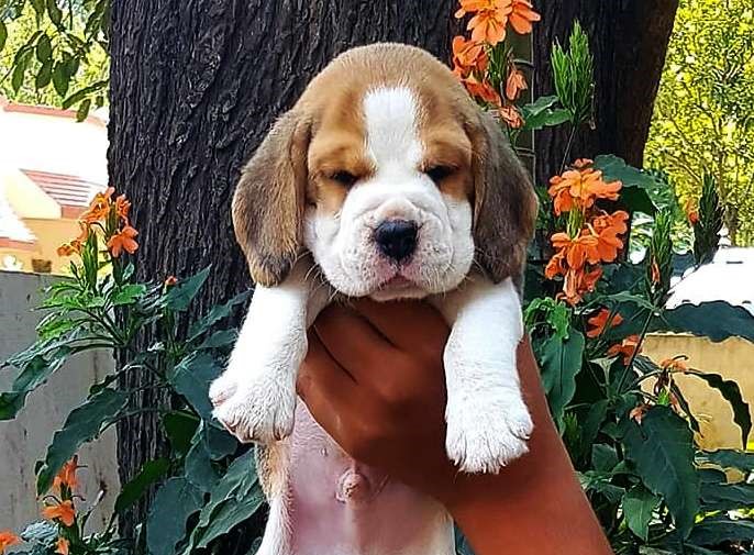  beagle dog price in Aurangabad