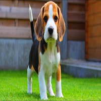 beagle dog breeder in thane