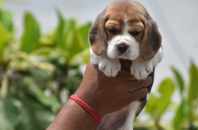  beagle puppies for sale in kolhapur