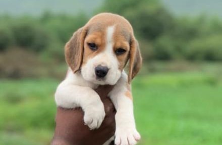 beagle dog breeder in kolhapur