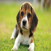  beagle dog price in kolhapur