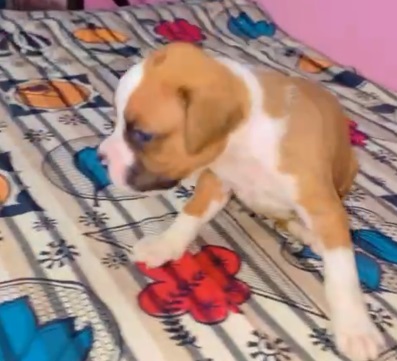 boxer puppy price in Ahmedabad