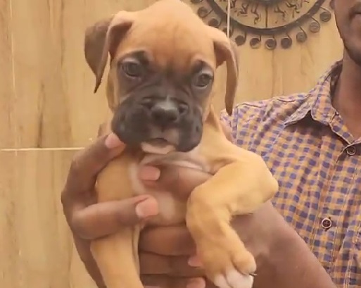 boxer male puppyprice in Ahmedabad