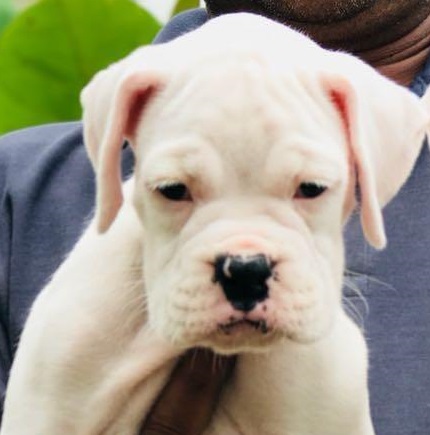 boxer dog online purchase in Ahmedabad